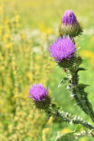 Musk Thistle and other wild flowers in springの写真素材