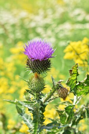 Musk Thistle and other wild flowers in springの写真素材