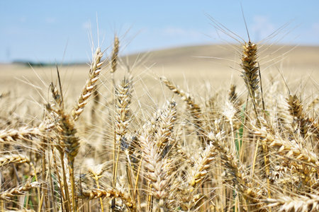 Ripe barley farm in summerの写真素材