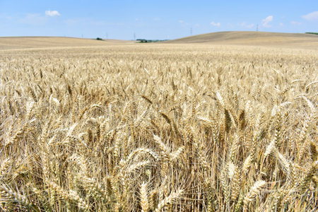 Ripe barley farm in summerの写真素材