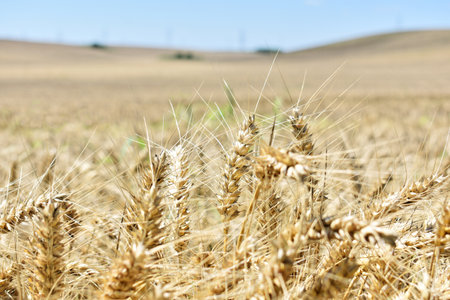 Ripe barley farm in summerの写真素材
