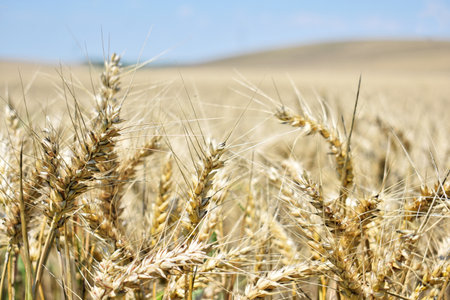 Ripe barley farm in summerの写真素材