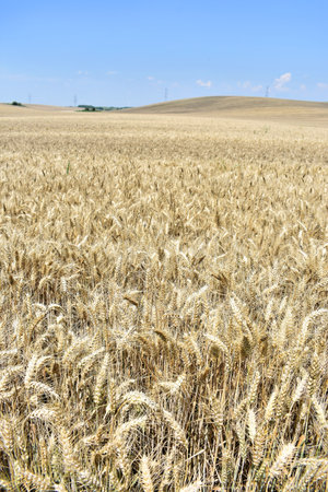 Ripe barley farm in summerの写真素材