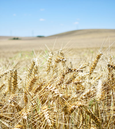 Ripe barley farm in summerの写真素材