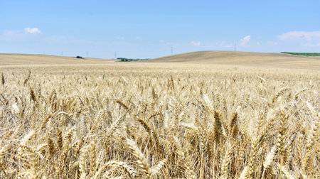 Ripe barley farm in summerの写真素材