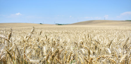 Ripe barley farm in summerの写真素材