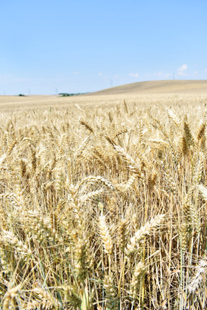Ripe barley farm in summerの写真素材
