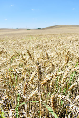 Ripe barley farm in summerの写真素材