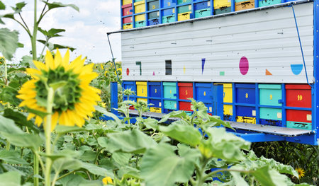 Colorful beehives trailer during the sunflower seasonの写真素材