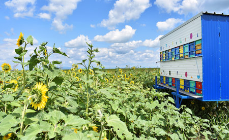 Colorful beehives trailer during the sunflower seasonの写真素材