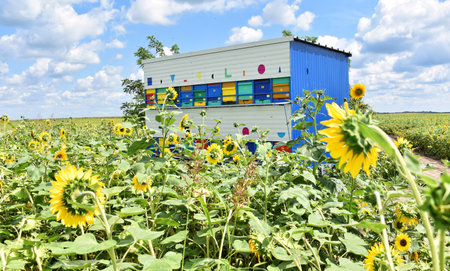 Colorful beehives trailer during the sunflower seasonの写真素材