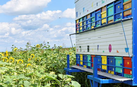 Colorful beehives trailer during the sunflower seasonの写真素材