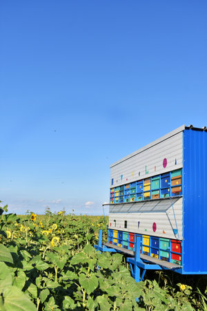 Colorful beehives trailer during the sunflower seasonの写真素材