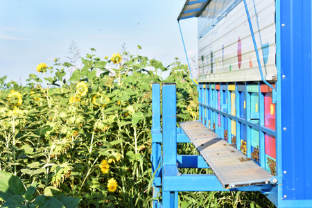 Colorful beehives trailer during the sunflower seasonの写真素材