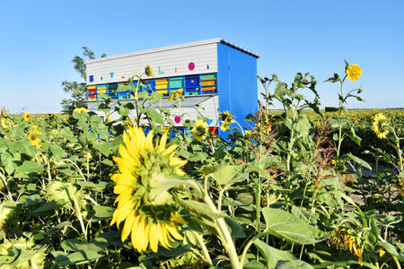 Colorful beehives trailer during the sunflower seasonの写真素材
