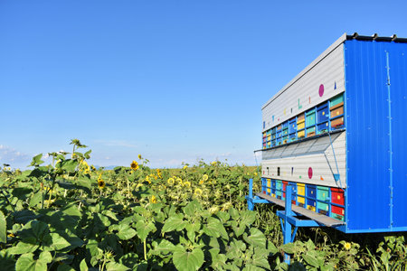 Colorful beehives trailer during the sunflower seasonの写真素材