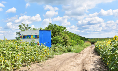 Colorful beehives trailer during the sunflower seasonの写真素材
