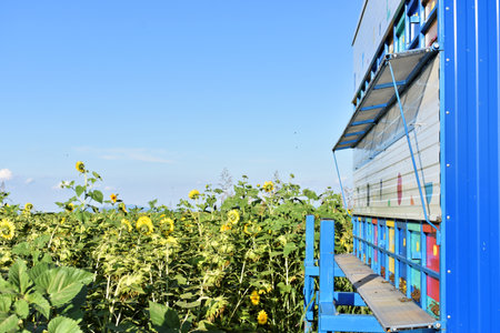 Colorful beehives trailer during the sunflower seasonの写真素材