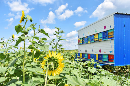 Colorful beehives trailer during the sunflower seasonの写真素材