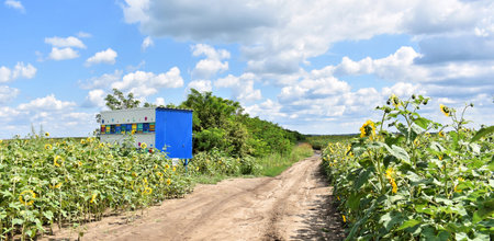 Colorful beehives trailer during the sunflower seasonの写真素材