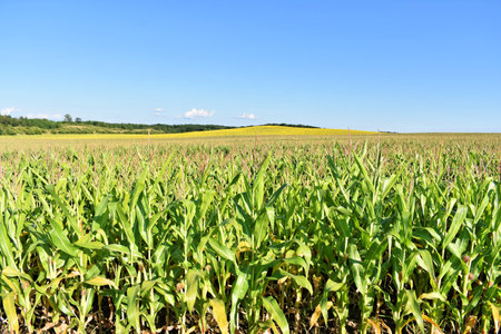 Huge young green corn field in summerの写真素材