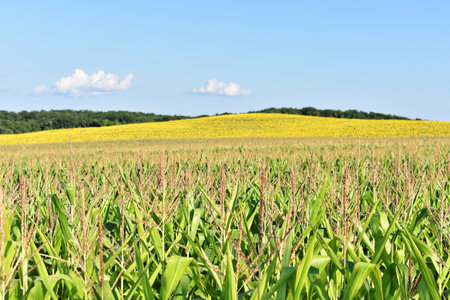 Huge young green corn field in summerの写真素材