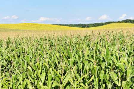 Huge young green corn field in summerの写真素材