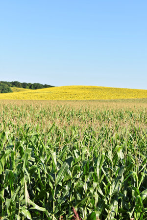 Huge young green corn field in summerの写真素材