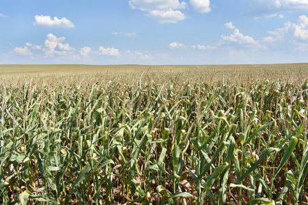 Huge young green corn field in summerの写真素材