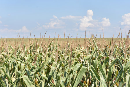 Huge young green corn field in summerの写真素材