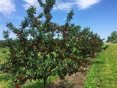 Sour cherry plantationの写真素材
