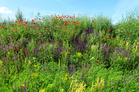 Blossom of various colorful wild flowers in springの写真素材