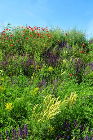 Blossom of various colorful wild flowers in springの写真素材