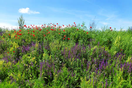 Blossom of various colorful wild flowers in springの写真素材
