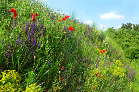 Blossom of various colorful wild flowers in springの写真素材