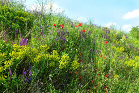 Blossom of various colorful wild flowers in springの写真素材