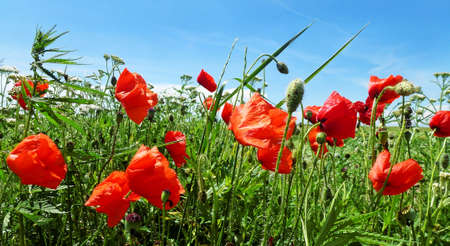 Poppy flowers symbol of ANZAC and other wild flowers in springの写真素材