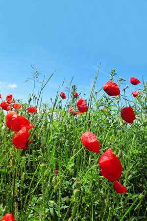 Poppy flowers symbol of ANZAC and other wild flowers in springの写真素材