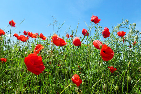 Poppy flowers symbol of ANZAC and other wild flowers in springの写真素材