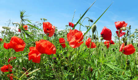 Poppy flowers symbol of ANZAC and other wild flowers in springの写真素材