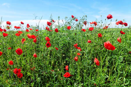 Poppy flowers symbol of ANZAC and other wild flowers in springの写真素材