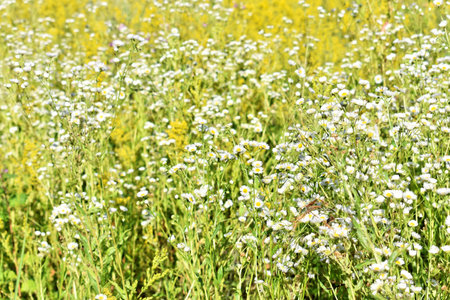 Blossom of yellow wildflowers in springの写真素材
