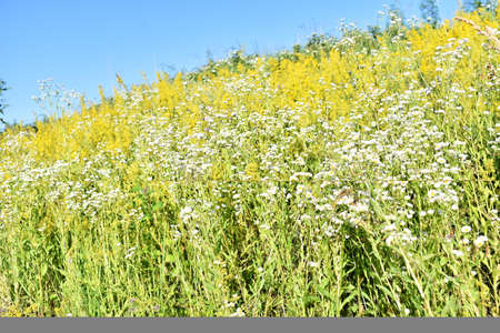 Blossom of yellow wildflowers in springの写真素材