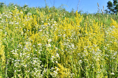 Blossom of yellow wildflowers in springの写真素材