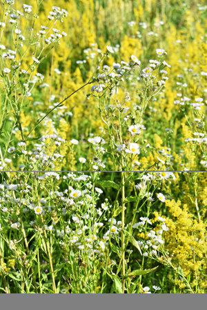 Blossom of yellow wildflowers in springの写真素材