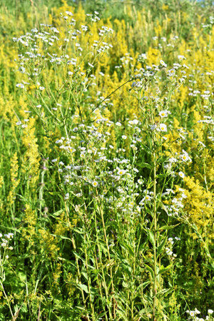 Blossom of yellow wildflowers in springの写真素材