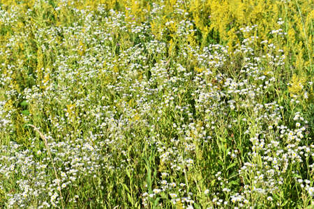 Blossom of yellow wildflowers in springの写真素材