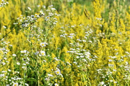Blossom of yellow wildflowers in springの写真素材