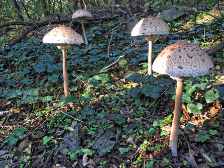 Edible Parasol mushrooms in the woodsの写真素材