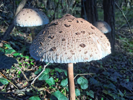 Edible Parasol mushrooms in the woodsの写真素材